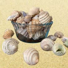 Load image into Gallery viewer, Right-Turning Shells - Assorted