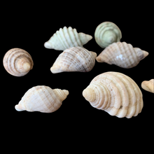 Load image into Gallery viewer, Right-Turning Shells - Assorted
