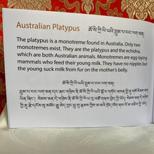 Load image into Gallery viewer, Children’s Books: Australian Platypus Book 7